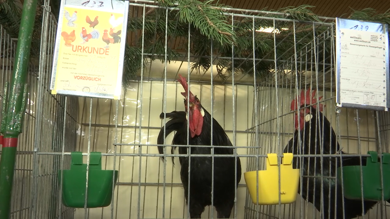MEgional mit der Geflügelschau in Großrückerswalde MEgional mit der Geflügelschau in Großrückerswalde